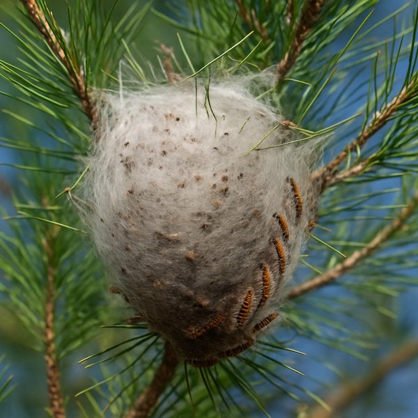 nid-chenilles-processionnaires-pin-arbre-danger
